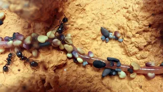 Messor Barbarus ants vs. Dendrobaena worm