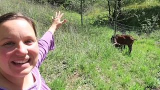 Permaculture Goats? | Putting Goats To Work Clearing Pasture