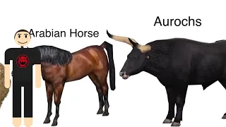 Arabian Animals Size Comparison without music