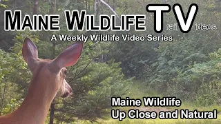 Maine Wildlife | Trail Cam | Up Close | Wild | Natural | Deer |  Fawns | Bobcat | Coyote | Trail Cam