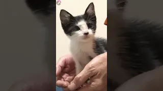 Зевота заразна от кошки к котенку