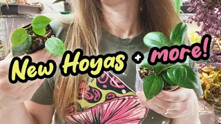 Hoya Growth | How Much Will They Grow This Year? 2024 | New Hoyas in my Collection