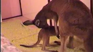 Kangaroo Joeys in Pouch Part 10