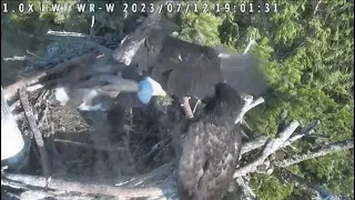 New Fledgling Vic Returns to White Rock Nest