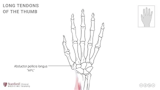 Anatomy of the Upper Limb: Extensor Muscles to Thumb