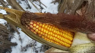 Українська генетика кукурудзи