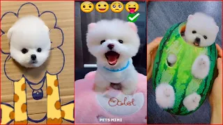 Funny and Cute Dog Pomeranian 😍🐶| Funny Puppy Videos #226
