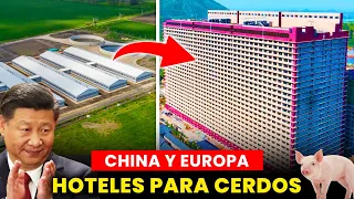 Macro Granjas de Cerdos de China en Rascacielos | agricultura y porcicultura instalaciones