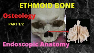 047. Ethmoid bone : Osteology & Endoscopic Anatomy ; Part 1/2  #anatomylectures