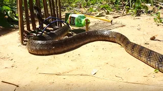 Creative snake trap make from bottle and wood - Easy snake trap