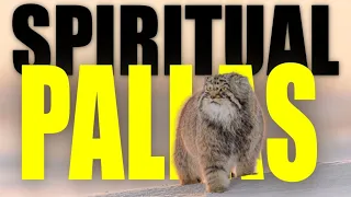 Meet the Himalayan Ninjas: The Extraordinary World of Pallas's Cats