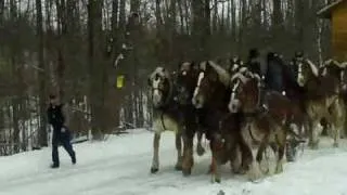 Michigan Amish working Belgian draft horses in winter to move a cabin up a slippery hill