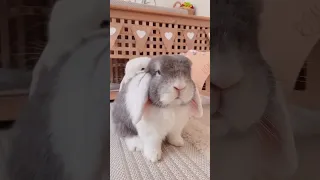 Bunnies are boss 🙊 Funny Bunny | Funny Pets
