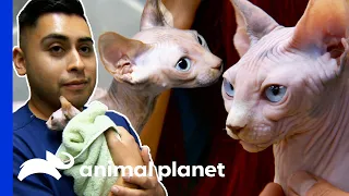 Vet Tech Adopts The Cutest Sphynx Cat | Dr. Jeff: Rocky Mountain Vet