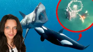 Why are two orcas eating great white sharks?