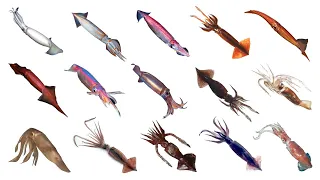 Types Of Flying Squids | Species Of Flying Squids | Flying Squids