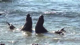 Elephant Seal Fight