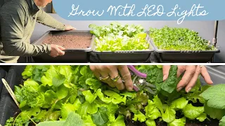 Growing Salad Greens Indoors: How To Grow Greens All Winter