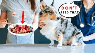 5 Ways To Convince Your Vet About The Raw Diet