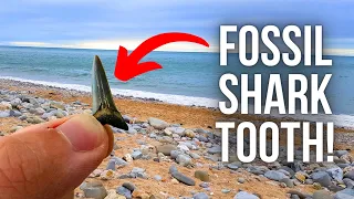Unboxing 50 MILLION YEAR OLD Fossils! (Shark Teeth, Shells and more!)