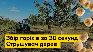 Як збирають горіх у великих промислових садах? Струшувач дерев в роботі