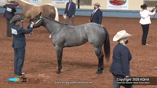 2020 AQHA Amateur Yearling Fillies