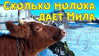 Сколько молока дает корова?