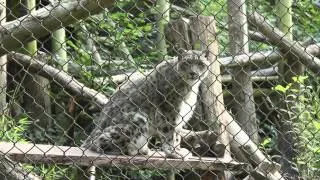 Funny Snow Leopard Meowing