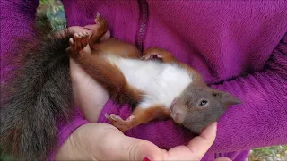 Eddie der kleine Eichkater macht Wellness - Sciurus Vulgaris - Squirrel