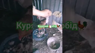 Курячий обід || Chicken food