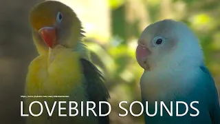 Lovebird Chirp Sound: Blue and Parblue - Opaline and Euwing Lovebird