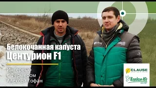 Интервью с фермером | Хранение капусты Центурион F1 Clause | Украина, Херсонская обл.