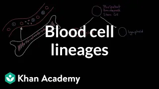 Blood cell lineages | Immune system physiology | NCLEX-RN | Khan Academy