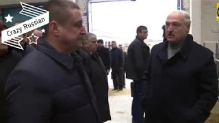 Лукашенко устроил разнос на ферме "Ты посмотри на эту скотину! Она же вся обосранная"