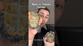 Male vs. Female Turtles! 🐢😍