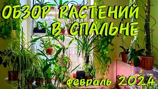 ОБЗОР РАСТЕНИЙ В СПАЛЬНЕ / КОНЕЦ ЗИМЫ Февраль 2024