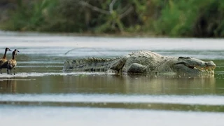 Deadly Crocodiles of the Nile River | National Geographic Documentary  2015