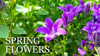 1 HOUR Flowers of Spring | Calm and Soothing Piano Music to Sleep, Relax, Study, Meditate🌷