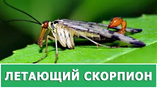 СКОРПИОННИЦА ИЛИ СКОРПИОНОВАЯ МУХА 🦂