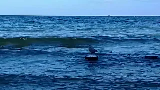 Polska moimi oczami.Srebrna mewa.Польша моими глазами.Серебристая чайка.Larus argentatus argentatus.