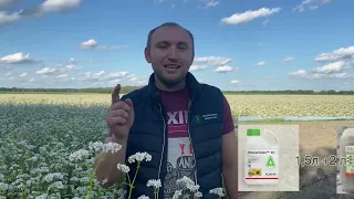 Гречка🌱Перший досвід.Стан культури після 2-х місяців після посіву☝️