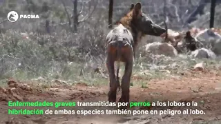 Protección estratégica de especies para la conservación de espacios naturales el lobo