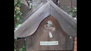 Wasps nest in a birdbox at Worrall