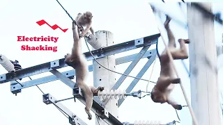 Electricity shocking..! R-I-P monkey JoJo pass aways when he play on Electricity pillar