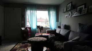 Hidden camera shows what dogs do while alone