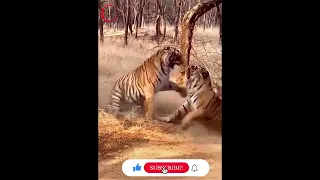 Two Tigers Fight | Rarest Animal Fight | Artemis | Viral Animal Fight | 2021 | Wild Animals