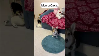 СМЕШНЫЕ ЖИВОТНЫЕ | ДРУГИЕ СОБАКИ vs МОЯ СОБАКА #funny #dog #funnyvideo #humor #corgi #pet