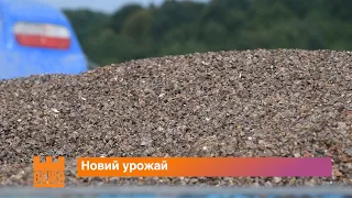 У Братківцях зібрали перший урожай гречки