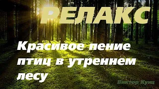 Востановление жизненных сил Нормализация сердечного ритма  Пение птиц Утренний лес #звукилеса #kunz