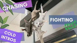 Sugar Gliders Fighting | Failed Intro? Part 1 | Adding Peka to the Colony